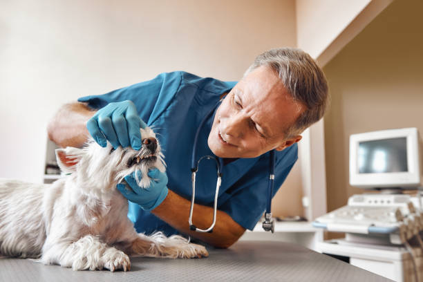 Best Emergency Dental Care for Sports Injuries in Silsbee, TX